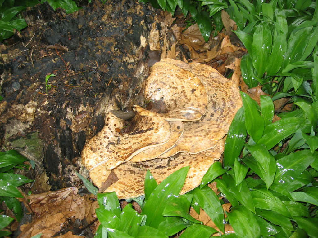 I Funghi primaverili: Polyporus squamosus